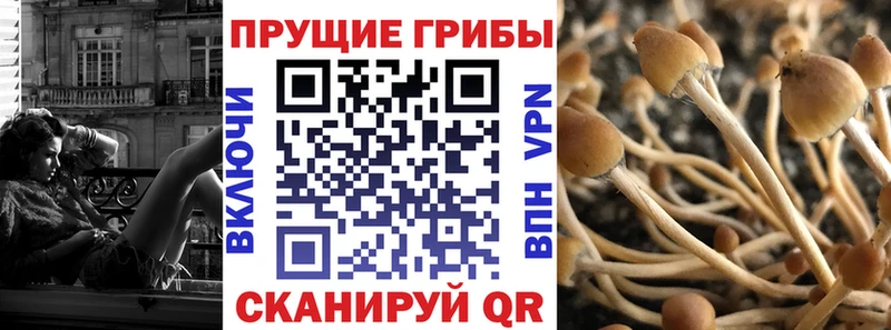цены наркотик  Астрахань  Псилоцибиновые грибы Psilocybine cubensis 